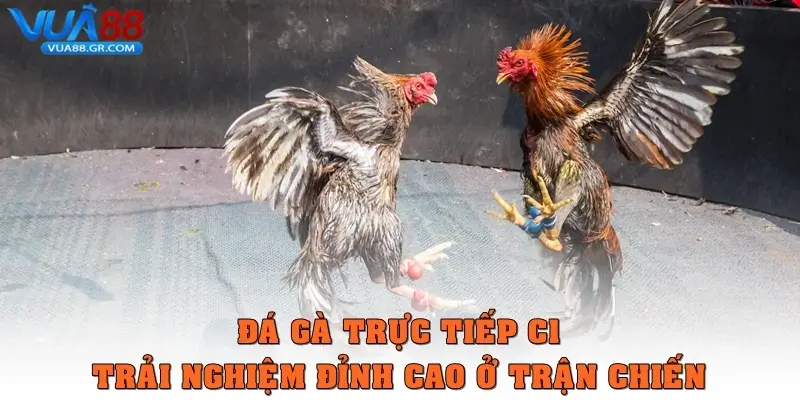 da ga truc tiep c1 thumb